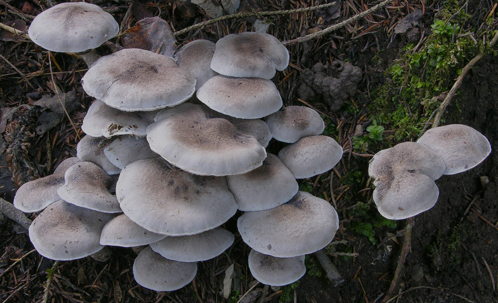 Tricholoma cingulatum (Almfelt) Jacobashch